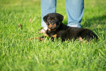 Beautiful Rottweiler Puppy Dog At Owners Feet