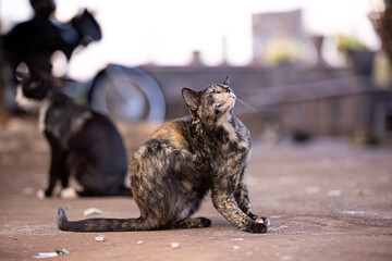 feline animal domestic cat abandoned © ViniSouza128