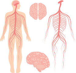 Human brain and central and peripheral nervous system for doctors and surgeons isolated on white background