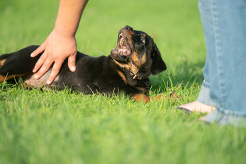 Teething Rottweiler Puppy Dog Being Naughty