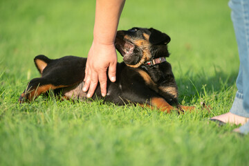 Teething Pet Rottweiler Puppy Dog Biting
