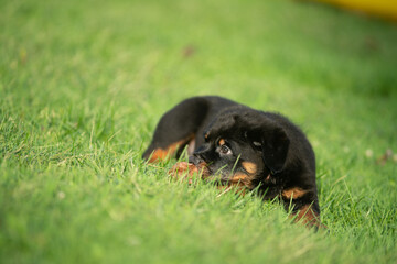 Pet Rottweiler Puppy Dog Outside In Grass