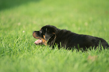 Cute Pet Rottweiler Puppy Dog In Grass