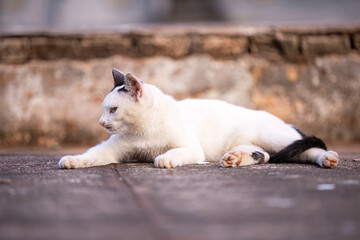 feline animal domestic cat abandoned © ViniSouza128