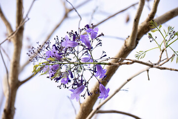Blue Jacaranda Tree with flowers and selective focus