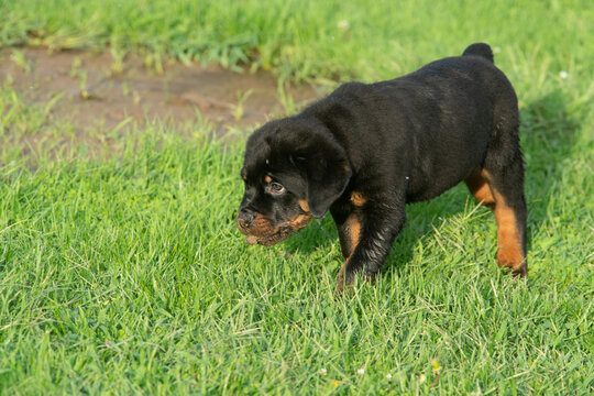 Cuddly Pet Rottweiler Puppy Dog Walking Through Grass