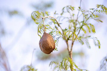 Blue Jacaranda Tree Fruits