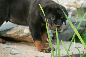 Curious Pet Rottweiler Puppy Dog On Rock