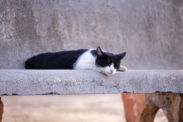 feline animal domestic cat abandoned