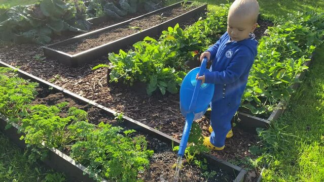 toddler child little boy with watering can watering beds in vegetable garden