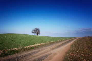 Fototapeta na wymiar tree road blue sky