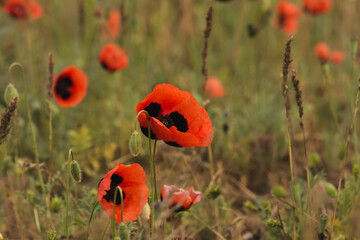 Poppy field in the Kazakh steppe in sunny May, red poppy flowers