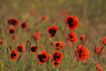 Obraz premium Poppy field in the Kazakh steppe in sunny May, red poppy flowers