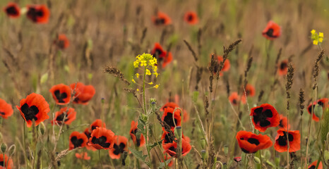 Obraz premium Poppy field in the Kazakh steppe in sunny May, red poppy flowers