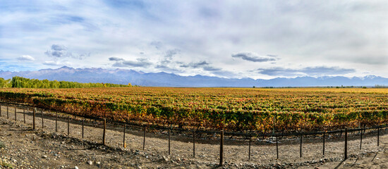 Hermosa panorámica de los viñedos mendocinos al pie da la cordillera , otoño en Mendoza por los...