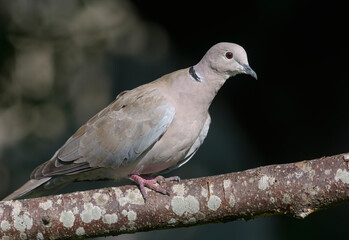 Obraz premium Eurasian Collared Dove (Streptopelia decaocto) perched on lichen covered branch in dark summer orchard 