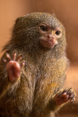 A small monkey kept in captivity.