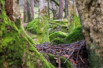 Mountain moss on rocks and moss-covered trees and small branches in Glendalough Forest in Wicklow County, Ireland
