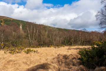 Large tufts of grass in the sun in the water at the foot of Glendalough Lower Lake in Wicklow...