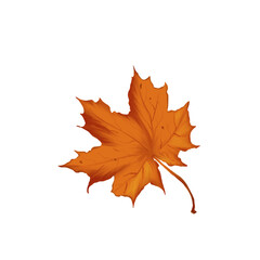 Illustration of an autumn maple leaf in yellow color on a transparent background