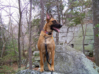 Belgian Malinois rock climbing