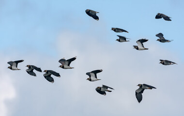 Northern lapwings (vanellus vanellus) fast fly in blue sky during migration season 