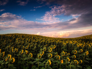 sunflower field at sunset