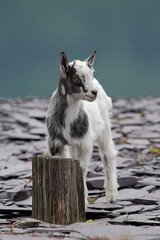 British Primitive Goat Kid (Capra hircus) in Disused Slate Quarry in Snowdonia - 647791359