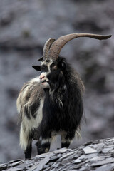 British Primitive Goat (Capra hircus) in Disused Slate Quarry in Snowdonia