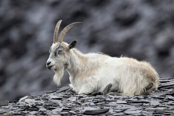British Primitive Goat (Capra hircus) in Disused Slate Quarry in Snowdonia - 647791747