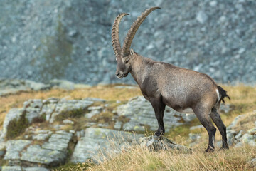 Massive male alpine ibex or mountain goat (Capra ibex) showing its power standing in a summer alpine meadow against rocky slopes, Alps mountains, Italy.