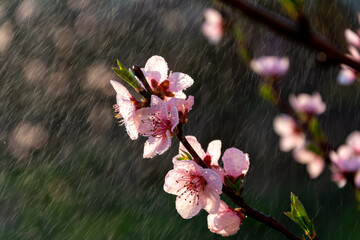 pink magnolia flowers in spring rain