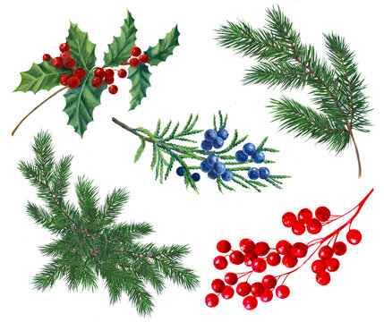 christmas background with holly berries, spruce branches, ostrolist, juniper 
