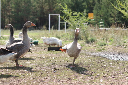 goose on the beach