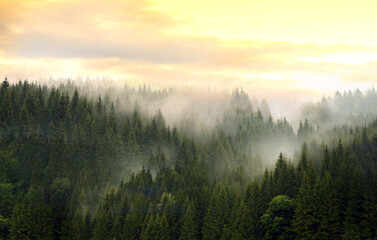 Mountains covered with coniferous forest in fog against a cloudy sky.