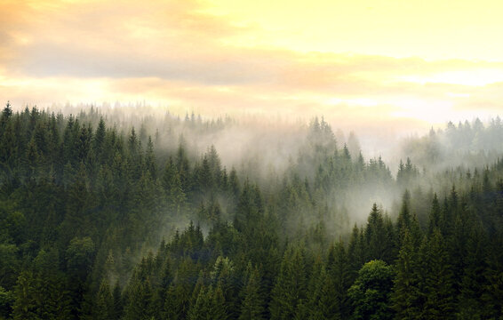 Fototapeta Mountains covered with coniferous forest in fog against a cloudy sky.