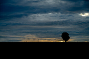 Tree alone in field with sunset near Ottenschlag town in Austria evening