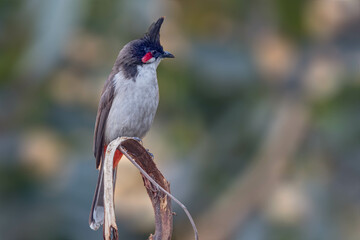 A Red Whiskered bulbul on a dry branch