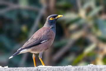 Portrait of a myna on a wall