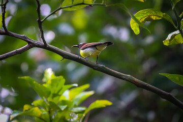 Hummingbirds in the home garden, honey bird on a branch