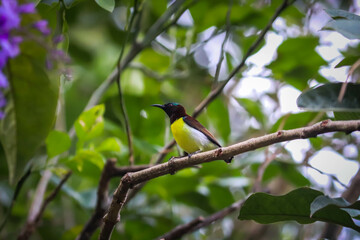 Hummingbirds in the home garden