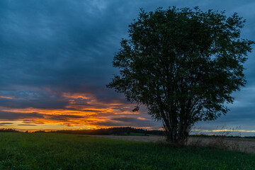 Tree alone in field with sunset near Ottenschlag town in Austria evening
