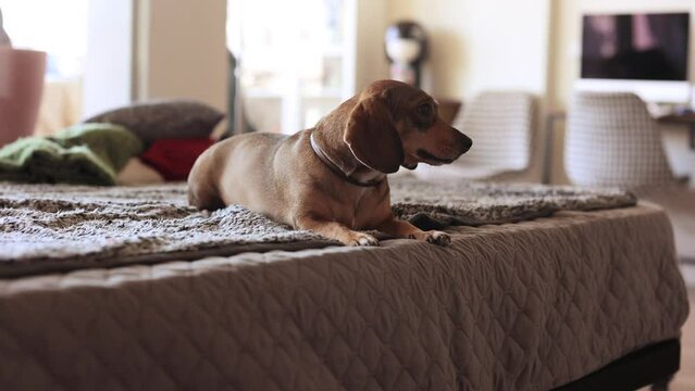 dog lying on the sofahappy dachshund is lying on a cozy sofa in a modern living room