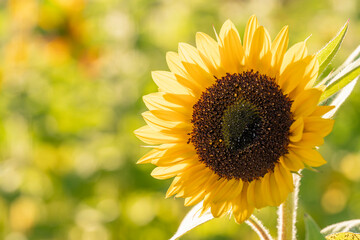Obraz premium Sunflower 2
