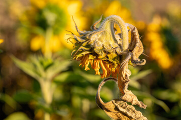 Sunflower 1
