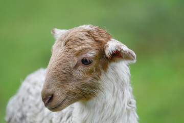Closeup of a newborn lamb