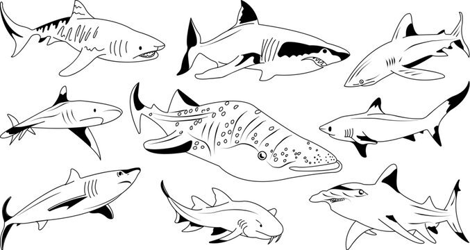 Set of hand drawn different sharks. Marine preditor. Ocean and sea shark life. Vector outlined isolated undersea animal collection.