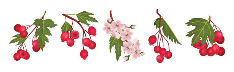 Hawthorn Berry Branches with Red Round Small Pome Fruit Vector Set © Happypictures