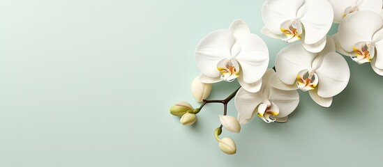 Phalaenopsis orchid flowers in stunning white seen in a close up