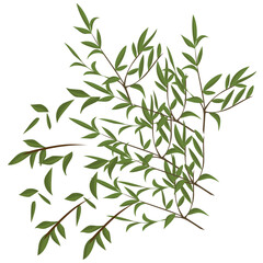 leaves on branch isolated vector illustration on white background